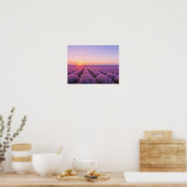 Purple Lavender Fields Poster - Provence France (Küche)