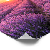 Purple Lavender Fields Poster - Provence France (Ecke)
