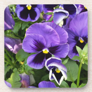 purple pansies getränkeuntersetzer