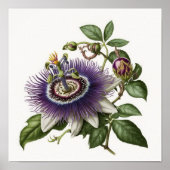 Purple Passion Flower Art Print Poster (Vorne)