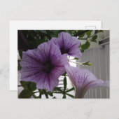 Purple Petunit Postcard Postkarte (Vorne/Hinten)