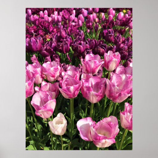 Purple & Pink Tulip Garden Bed, Oregon Poster (Vorne)