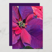 Purple Poinsettias Feiertagskarte (Vorne/Hinten)