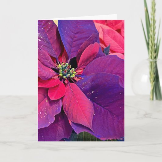 Purple Poinsettias Karte (Vorderseite)