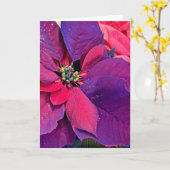 Purple Poinsettias Karte (Gelbe Blume)