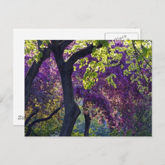 Purple postkarte (Vorne/Hinten)