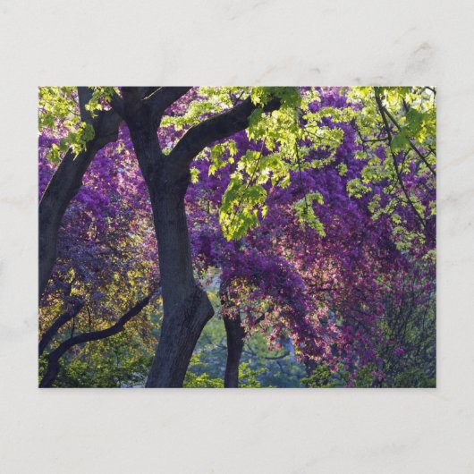 Purple postkarte (Vorderseite)