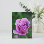 Purple Rose Bud Postkarte (Stehend Vorderseite)