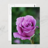 Purple Rose Bud Postkarte (Vorne/Hinten)