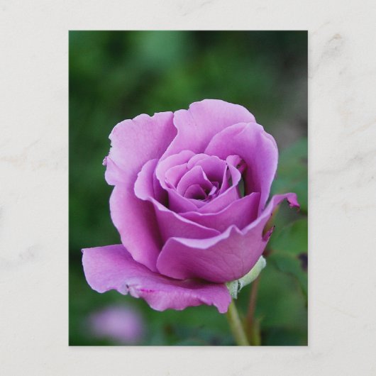 Purple Rose Bud Postkarte (Vorderseite)