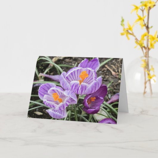 Purple Spring Crocuses. Karte (Gelbe Blume)