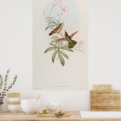 Purple-tailed Avocet Hummingbird by John Gould Poster (Küche)