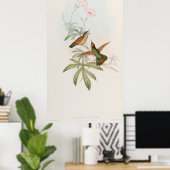 Purple-tailed Avocet Hummingbird by John Gould Poster (Heimbüro)