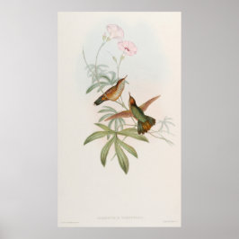 Purple-tailed Avocet Hummingbird by John Gould Poster