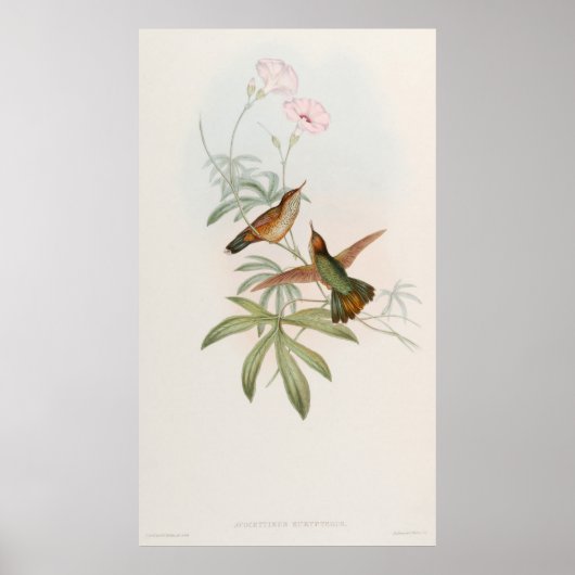 Purple-tailed Avocet Hummingbird by John Gould Poster (Vorne)