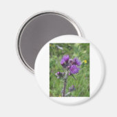 Purple Thistle Magnet (Vorderseite/Rückseite)