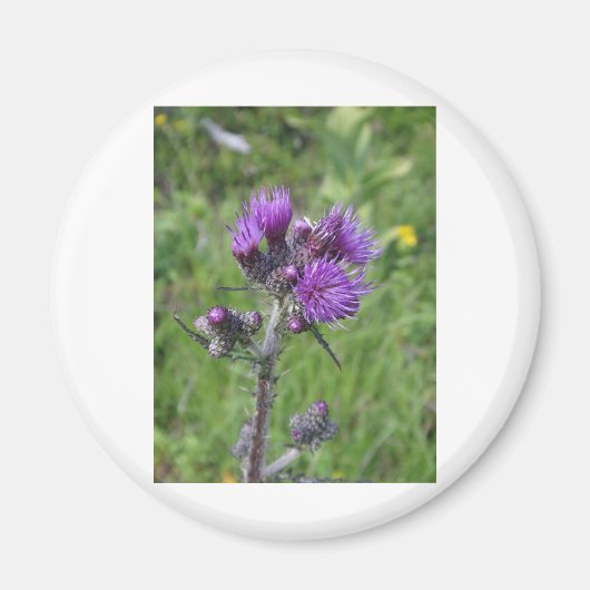 Purple Thistle Magnet (Vorne)