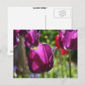 Purple Tulips 2007 Postkarte (Vorne/Hinten)