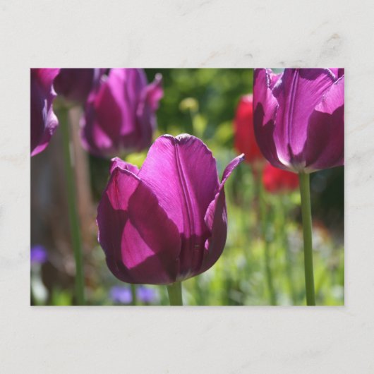 Purple Tulips 2007 Postkarte (Vorderseite)
