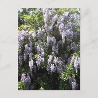 Purple Vine Wisteria Flowers Wildflowers Photo Postkarte