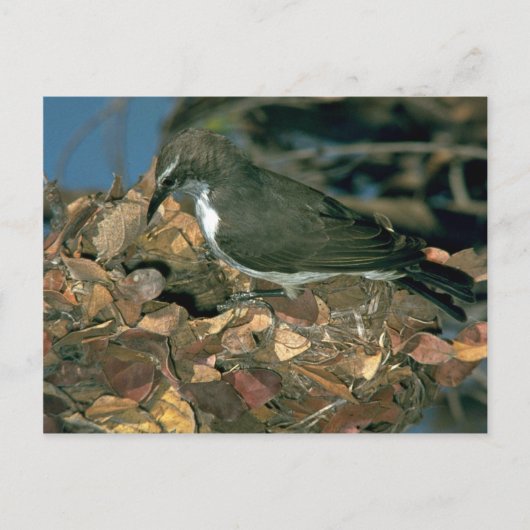 Purplebuder Sunbird Postkarte (Vorderseite)
