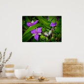 Purplisch Pink Spiderwort Spring Burst Poster (Küche)