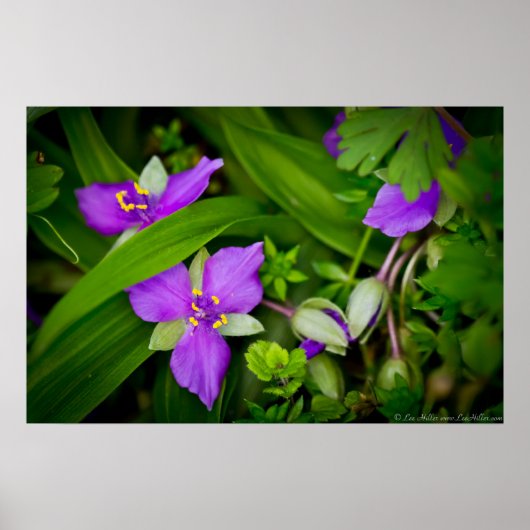 Purplisch Pink Spiderwort Spring Burst Poster (Vorne)