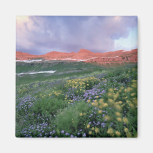 Purpur-Fleabane (erigeron peregrinus) und Gelb Magnet