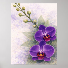 Purpur-Orchideen-Duo-Blüten-Botanik  Poster