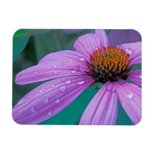 Purpur-Scheibenblume mit Wassertropfen Magnet