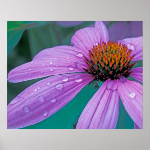 Purpur-Scheibenblume mit Wassertropfen Poster