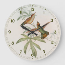 Purpur-Schwanz-Avocet-Kolibri von John Gould