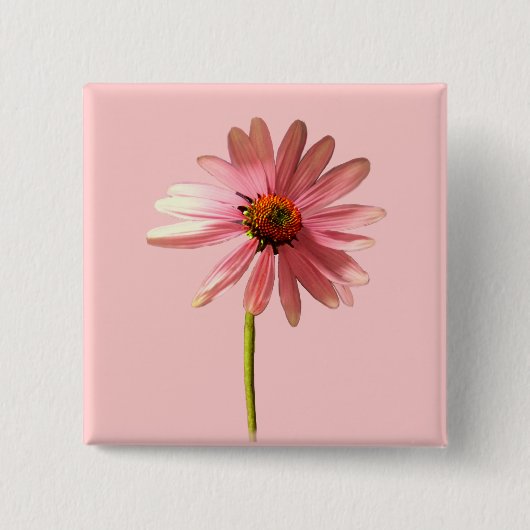 Purpur-Sonnenhut Echinacea purpurea Button (Vorderseite)
