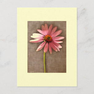 Purpur-Sonnenhut Echinacea purpurea Postkarte