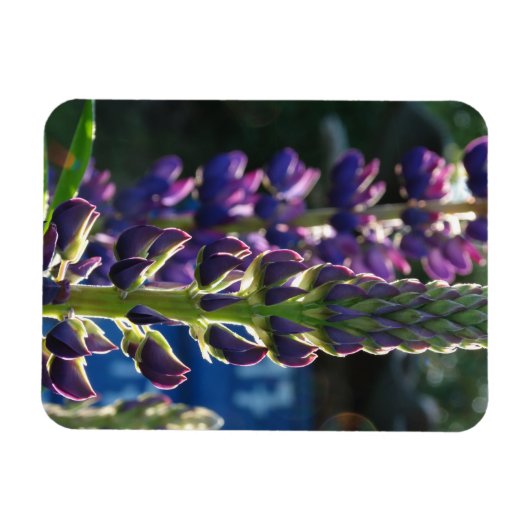 Purpurblumen Foto Magnet (Horizontal)