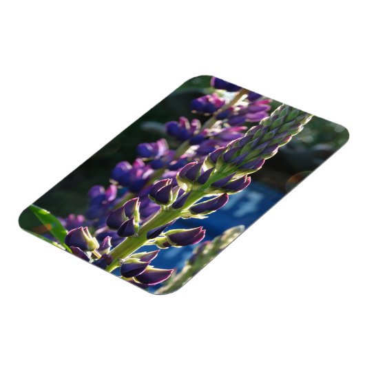 Purpurblumen Foto Magnet (Linke Seite)