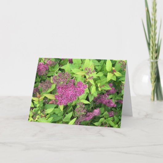 Purpurblumen Karte (Vorderseite)