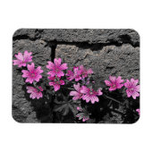 Purpurblumen Magnet (Horizontal)