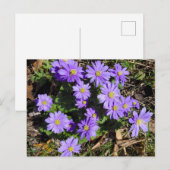 Purpurblumen Postkarte (Vorne/Hinten)