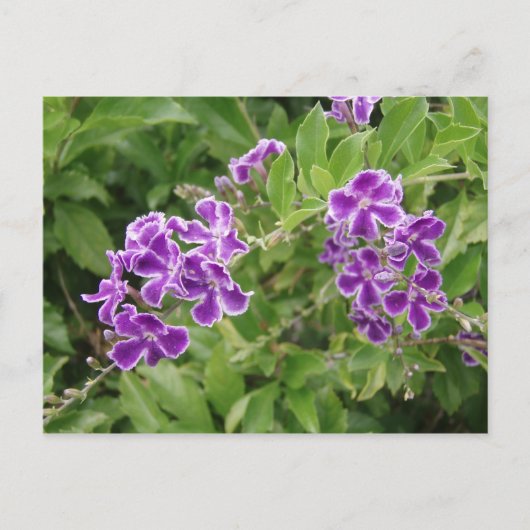 Purpurblumen Postkarte (Vorderseite)