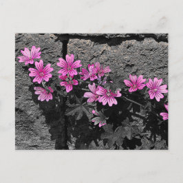 Purpurblumen Postkarte