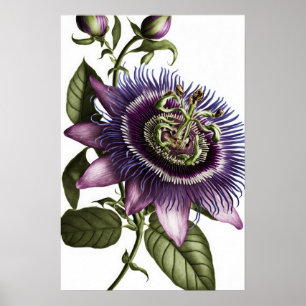 Purpurfarbene Passionsblume Kunst Druck Poster