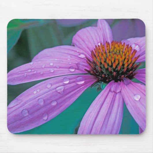 Purpurkegelblume mit Wassertropfen Mousepad (Vorne)