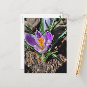 Purpurkrokus Erste Blume des Frühlings 2026 Postkarte