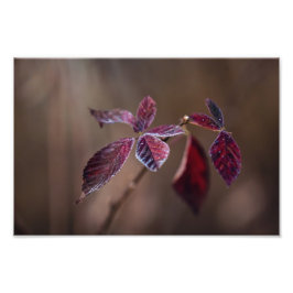 Purpurrot-- Fotodruck