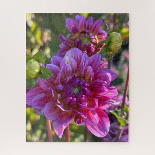 Purpurrote Dahlie, Oakland Puzzle (Vertikal)