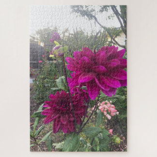 Purpurrote Dahlie, San Mateo Puzzle