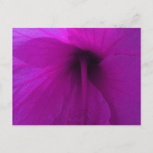 Purpurrote Hibiskusblüte Postkarte