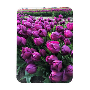 Purpurrote Prinz Tulpen Magnet
