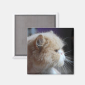 Purr-fect Persian Cat Magnet (Vorderseite/Rückseite)